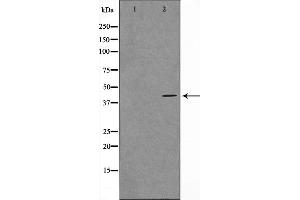 Western blot analysis on COS7 cell lysate using MORF4L1 Antibody,The lane on the left is treated with the antigen-specific peptide. (MORF4L1 anticorps  (N-Term))