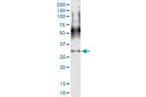 Immunoprecipitation of IGLL1 transfected lysate using anti-IGLL1 MaxPab rabbit polyclonal antibody and Protein A Magnetic Bead , and immunoblotted with IGLL1 MaxPab mouse polyclonal antibody (B02) .