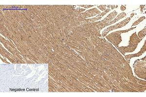 Immunohistochemical analysis of paraffin-embedded rat heart tissue. (Calnexin anticorps)