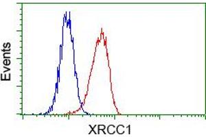 Flow cytometric analysis of Hela cells, using anti-XRCC1 antibody (ABIN2453795), (Red) compared to a nonspecific negative control antibody (TA50011) (Blue). (XRCC1 anticorps)