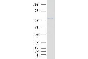 Validation with Western Blot