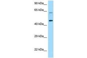 Image no. 1 for anti-Corticotropin Releasing Hormone Receptor 1 (CRHR1) (AA 263-312) antibody (ABIN6748193)