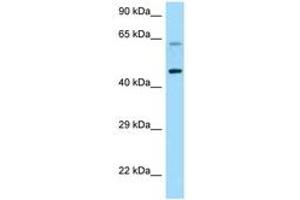 Image no. 1 for anti-Corticotropin Releasing Hormone Receptor 1 (CRHR1) (AA 263-312) antibody (ABIN6748193) (CRHR1 anticorps  (AA 263-312))