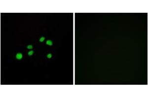 Immunofluorescence (IF) image for anti-Collagen, Type XXIII, alpha 1 (COL23A1) (AA 461-510) antibody (ABIN2889928) (COL23A1 anticorps  (AA 461-510))