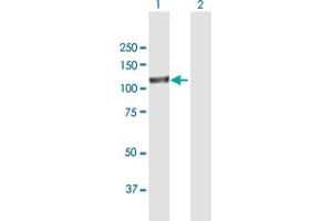 Western Blot analysis of EPAS1 expression in transfected 293T cell line by EPAS1 MaxPab polyclonal antibody. (EPAS1 anticorps  (AA 1-870))