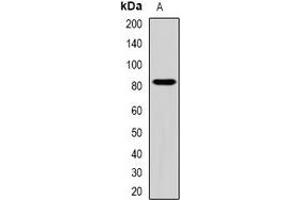 Western blot analysis of ZBTB20 expression in HEK293T (A) whole cell lysates. (ZBTB20 anticorps)
