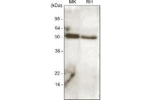 Western blot analysis. (BMP7 anticorps  (AA 293-431))