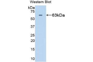 Western Blotting (WB) image for anti-Heat Shock 60kDa Protein 1 (Chaperonin) (HSPD1) (AA 1-573) antibody (ABIN1078108) (HSPD1 anticorps  (AA 1-573))