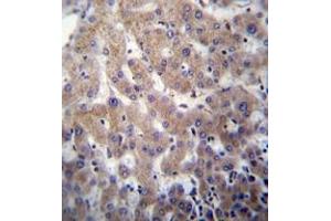 Immunohistochemistry analysis in formalin fixed and paraffin embedded human liver tissue reacted with POFUT2 Antibody (Center) followed which was peroxidase conjugated to the secondary antibody and followed by DAB staining. (POFUT2 anticorps  (Middle Region))