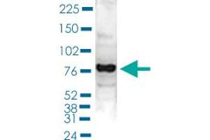 Western Blot (Cell lysate) analysis of 40 ug nuclear extracts of Hela cells. (PAPOLA anticorps  (C-Term))