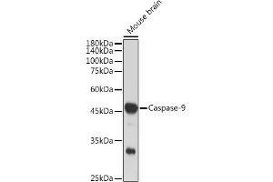 Western blot analysis of extracts of Mouse brain, using Caspase-9 antibody (ABIN6135366, ABIN7101390, ABIN7101391 and ABIN7101392) at 1:1000 dilution.
