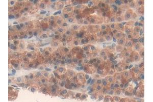 DAB staining on IHC-P; Samples: Rat Stomach Tissue (Fatty Acid Synthase anticorps  (AA 2243-2505))