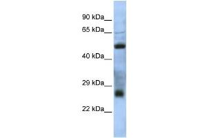 Western Blotting (WB) image for anti-MGC26647 antibody (ABIN2459921) (MGC26647 anticorps)