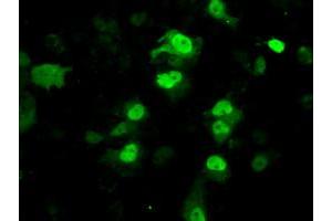 Anti-PPME1 mouse monoclonal antibody (ABIN2453493) immunofluorescent staining of COS7 cells transiently transfected by pCMV6-ENTRY PPME1 (RC200009). (PPME1 anticorps)