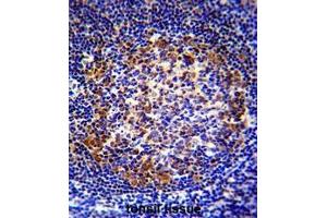 PAX5 Antibody (Center) immunohistochemistry analysis in formalin fixed and paraffin embedded human tonsil tissue followed by peroxidase conjugation of the secondary antibody and DAB staining. (PAX5 anticorps  (Middle Region))