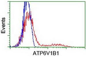 HEK293T cells transfected with either RC209462 overexpress plasmid (Red) or empty vector control plasmid (Blue) were immunostained by anti-ATP6V1B1 antibody (ABIN2454300), and then analyzed by flow cytometry. (ATP6V1B1 anticorps)