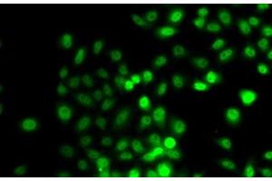 Immunofluorescence analysis of A549 cells using PRDM7 Polyclonal Antibody (PRDM7 anticorps)