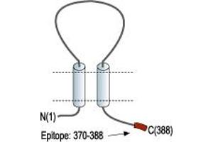Representative domain view of the target of ABIN7885339.