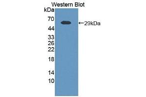 Detection of Recombinant VF, Human using Polyclonal Antibody to Visfatin (VF) (NAMPT anticorps  (AA 1-491))