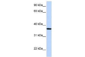 Western Blotting (WB) image for anti-Lipocalin 12 (LCN12) antibody (ABIN2460058) (LCN12 anticorps)