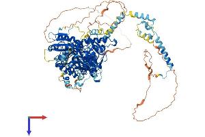 AlphaFold protein structure predicition of Human Recombinant POP1 Protein, UniprotID Q99575