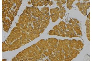 ABIN6273662 at 1/100 staining Human pancreas tissue by IHC-P. (IL-9 anticorps  (Internal Region))