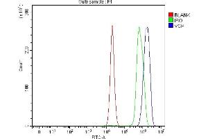 Flow Cytometry analysis of C6 cells using anti-VCP antibody (ABIN7599605).