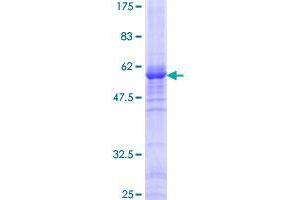 Image no. 1 for WD Repeat Domain 5 (WDR5) (AA 1-334) protein (GST tag) (ABIN1325241)