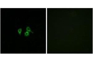 Immunofluorescence analysis of A549 cells, using OR10H4 Antibody. (OR10H4 anticorps  (AA 161-210))