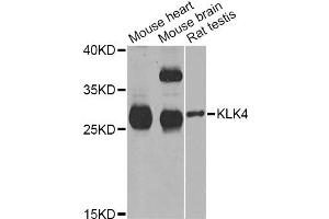 Western blot analysis of extracts of various cell lines, using KLK4 Antibody (ABIN5973996) at 1/1000 dilution. (Kallikrein 4 anticorps)