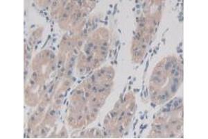 IHC-P analysis of Human Stomach Tissue, with DAB staining. (TMEM27 anticorps  (AA 17-137))