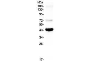 Western blot testing of human Raji cell lysate with PAX5 antibody at 0. (PAX5 anticorps)