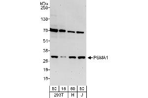 Western Blotting (WB) image for anti-Proteasome Subunit alpha Type 1 (PSMA1) (AA 213-263) antibody (ABIN7454972)