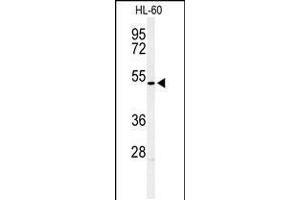Western blot analysis of HOXA3 Antibody in HL-60 cell line lysates (35ug/lane) (HOXA3 anticorps  (C-Term))