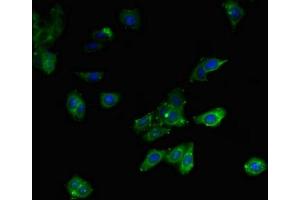 Immunofluorescent analysis of HepG2 cells using ABIN7158953 at dilution of 1:100 and Alexa Fluor 488-congugated AffiniPure Goat Anti-Rabbit IgG(H+L)