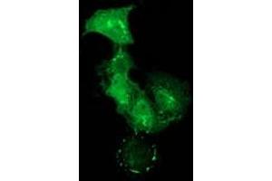 Anti-PDLIM2 mouse monoclonal antibody (ABIN2454465) immunofluorescent staining of COS7 cells transiently transfected by pCMV6-ENTRY PDLIM2 (RC210022). (PDLIM2 anticorps)