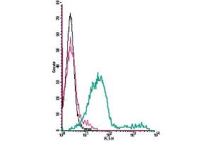 Cell surface detection of Adenosine A3 Receptor by direct flow cytometry in live intact mouse P815 mastocytoma cell line: + Rabbit IgG isotype control-FITC.