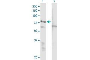 Western Blot analysis of EHHADH expression in transfected 293T cell line by EHHADH MaxPab polyclonal antibody. (EHHADH anticorps  (AA 1-723))