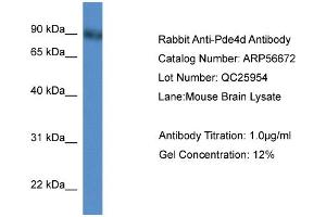 WB Suggested Anti-Pde4d  Antibody Titration: 0.