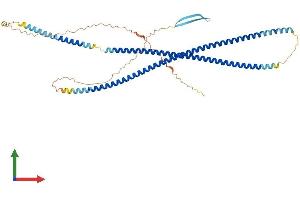 AlphaFold protein structure predicition of Mouse Recombinant Krt8 Protein, UniprotID P11679