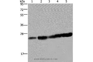 Western blot analysis of Hela and Jurkat cell, mouse liver tissue, K562 and A375 cell, using MOB1A Polyclonal Antibody at dilution of 1:200 (MOB1A anticorps)
