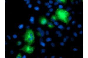 Anti-ATG3 mouse monoclonal antibody (ABIN2454919) immunofluorescent staining of COS7 cells transiently transfected by pCMV6-ENTRY ATG3 (RC203453). (ATG3 anticorps)