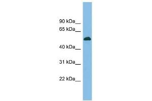 BRUNOL5 antibody used at 1 ug/ml to detect target protein. (CELF5 anticorps  (Middle Region))
