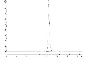 The purity of Human FSHB is greater than 95 % as determined by SEC-HPLC.