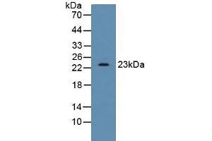 Figure. (SDF2 anticorps  (AA 19-211))