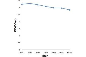 Antigen: 0. (KNDC1 anticorps  (AA 1601-1749))