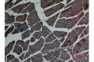 Immunohistochemistry (IHC) analysis of paraffin-embedded Mouse Muscle, antibody was diluted at 1:100.