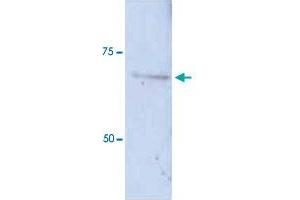 Western Blot analysis of Huh7 cell lysate with DLAT polyclonal antibody  at 1:200 dilution. (DLAT anticorps  (N-Term))