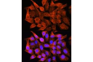Immunofluorescence analysis of HeLa cells using AMT Rabbit pAb (ABIN6127345, ABIN6136850, ABIN6136851 and ABIN6225250) at dilution of 1:100. (Aminomethyltransferase anticorps  (AA 107-386))