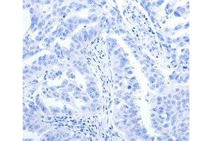 Immunohistochemistry (IHC) image for anti-Pepsinogen C (PGC) antibody (ABIN1874107) (PGC anticorps)